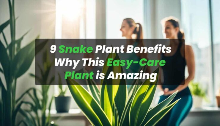 9 Snake Plant Benefits