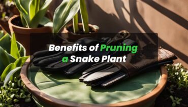 Benefits of Pruning a Snake Plant