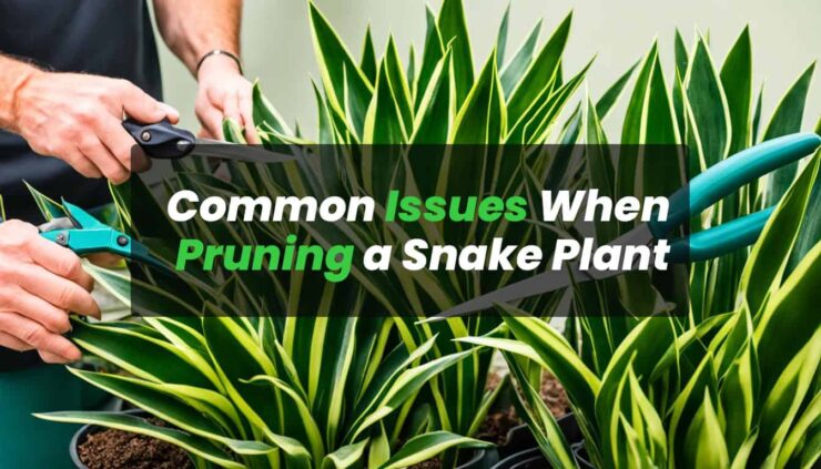 Common Issues When Pruning a Snake Plant