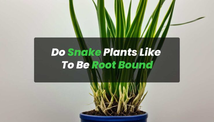 Do Snake Plants Like To Be Root Bound