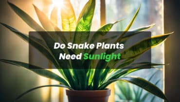 Do Snake Plants Need Sunlight