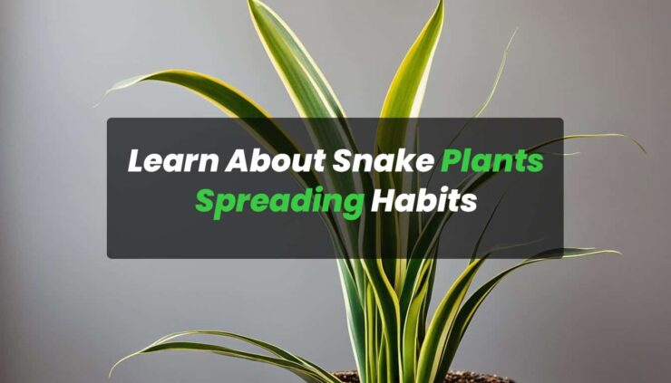 Do Snake Plants Spread