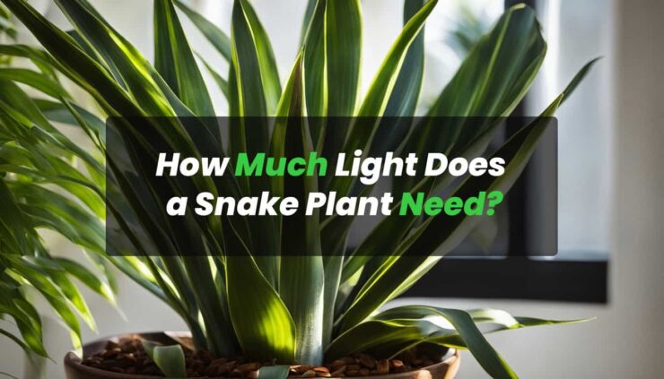 How Much Light Does a Snake Plant Need