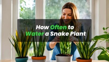 How Often to Water a Snake Plant