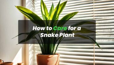 How to Care for a Snake Plant