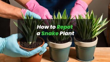 How to Repot a Snake Plant