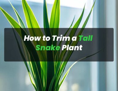 How to Trim a Tall Snake Plant