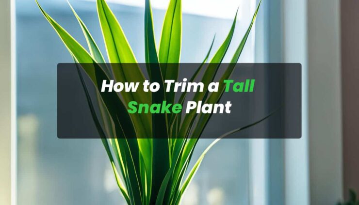 How to Trim a Tall Snake Plant