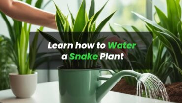 How to Water a Snake Plant