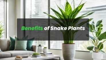 Snake Plant Benefits