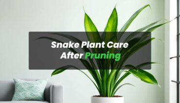 Snake Plant Care After Pruning