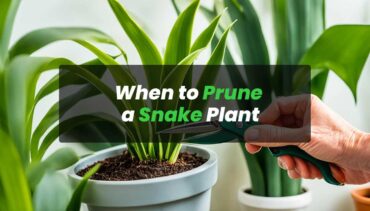 When to Prune a Snake Plant