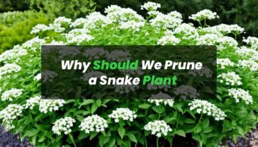 Why Should We Prune a Snake Plant