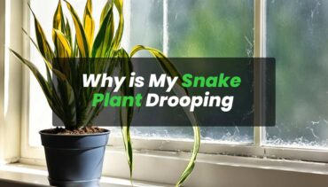 Why is My Snake Plant Drooping