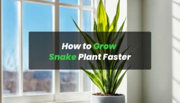 all snake plant mockup-Recovered