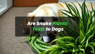 are snake plants toxic to dogs