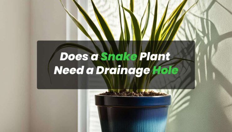 does a snake plant need a drainage hole