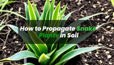 how to propagate snake plants in soil