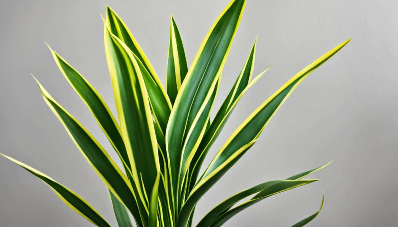 snake plant after pruning