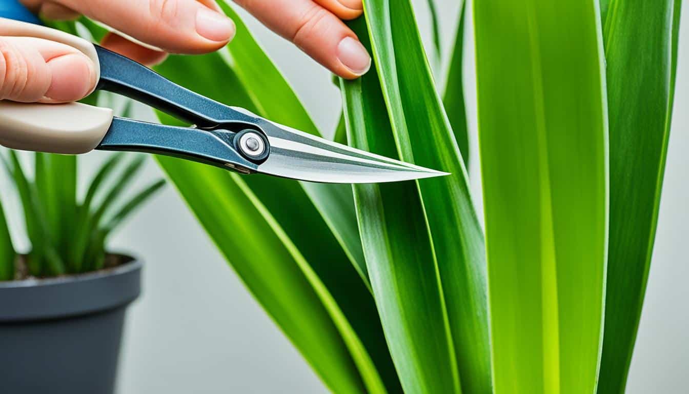 snake plant care after pruning