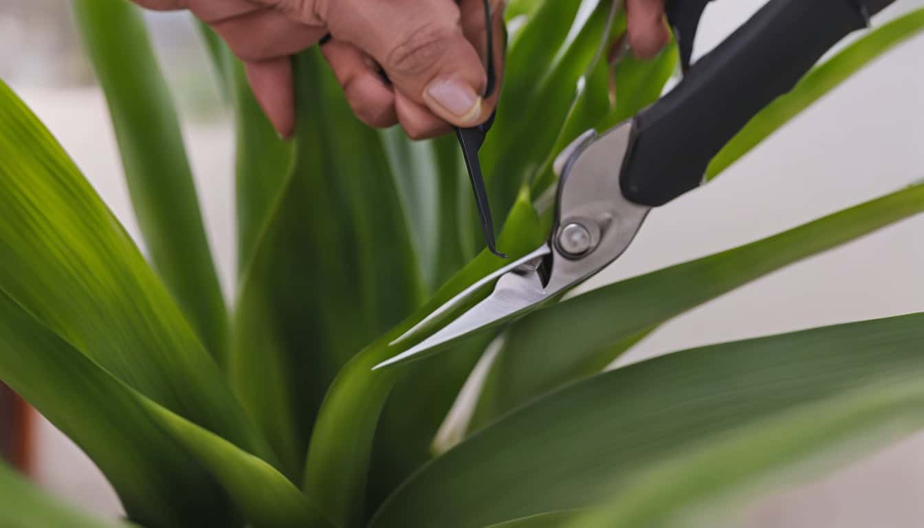 snake plant pruning