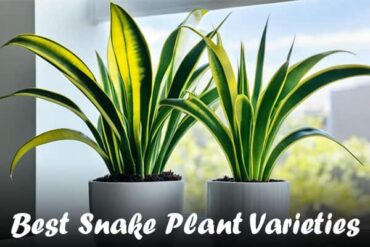 Best Snake Plant Varieties