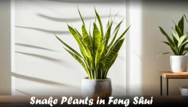 Snake Plants in Feng Shui