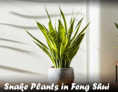 Snake Plants in Feng Shui